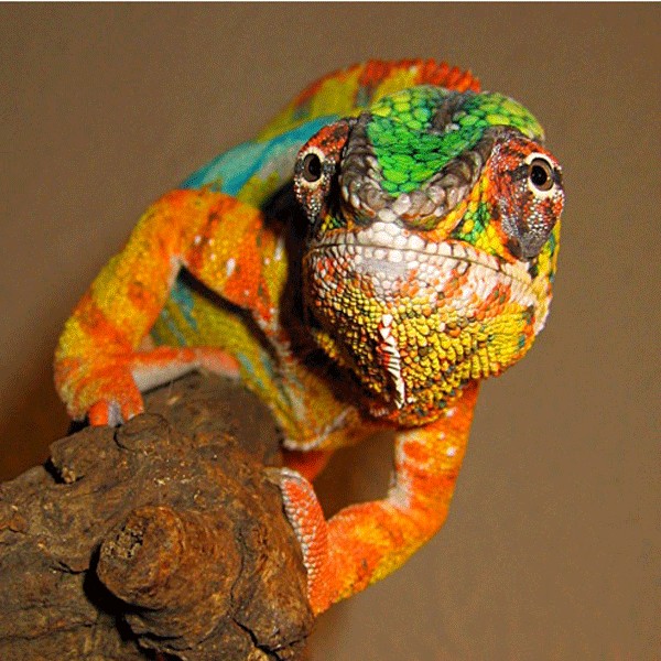 Camaleonte (furcifer pardalis)