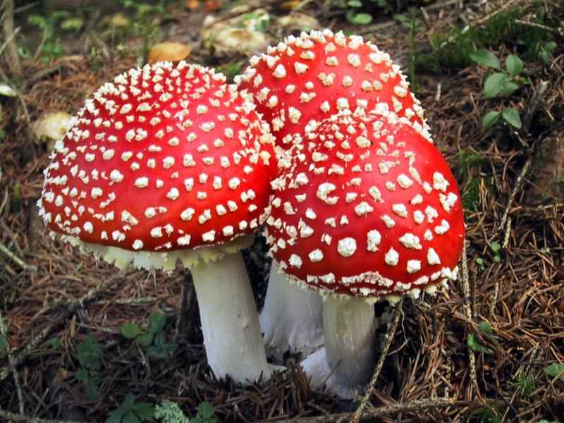 funghi