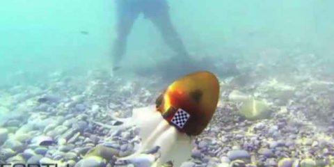 Il robot-piovra sui fondali del Mar Egeo (Videonews)