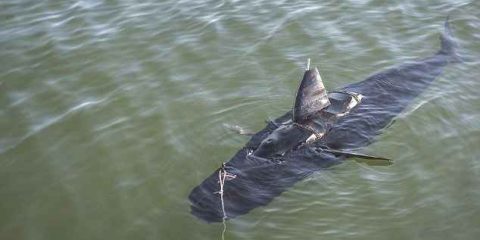 La Marina USA ‘arruola’ il pesce drone (videonews)