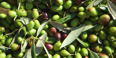 Energia pulita dagli scarti delle olive: al lavoro i ricercatori svedesi del KTH