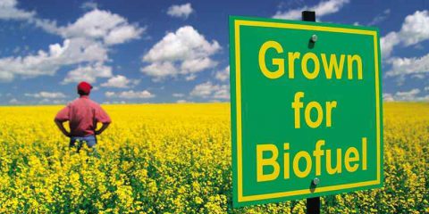 Biocombustibili: una strada verso il futuro dell’agricoltura