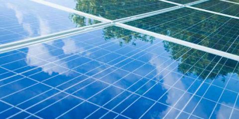 Fotovoltaico: in futuro pannelli ispirati alle piante