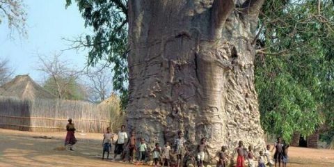 In Africa l’albero più grande del mondo: è conosciuto come l’Albero della Vita, 2000 anni portati molto bene…
