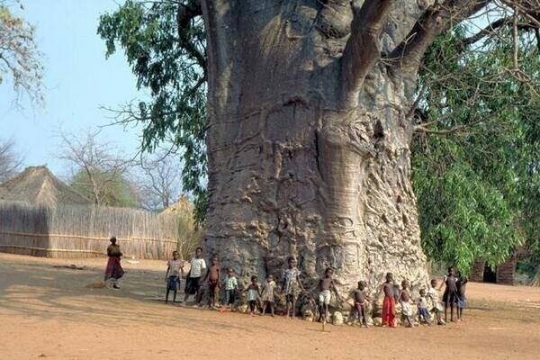 L'albero della vita 2000 anni