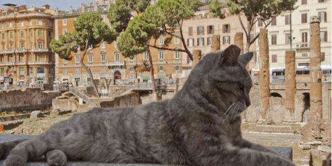 Cani e gatti in città, pubblicato il IV Rapporto nazionale