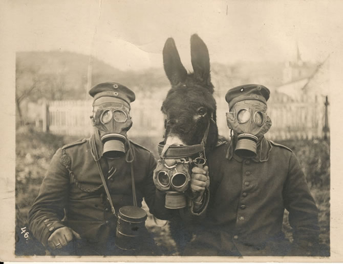 Prima Guerra Mondiale: soldati in trincea con mulo e maschere antigas