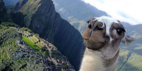 Selfie: autoscatto del Lama sul Machu Picchu