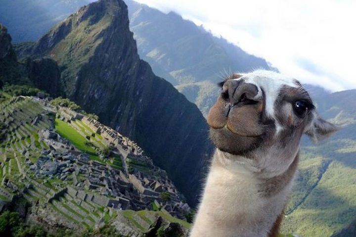 Il selfie del lama sul Machu Picchu