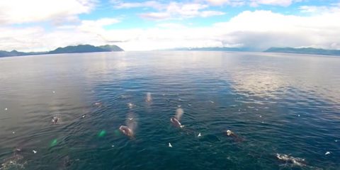 Video Droni. Alaska: la danza delle balene viste dal drone