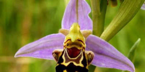 Ecco a voi l’Orchidea più felice del mondo