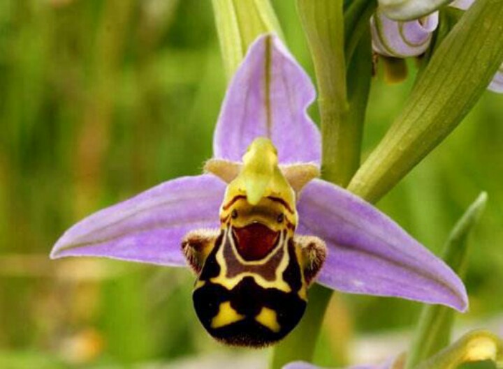 L'orchidea più felice del mondo