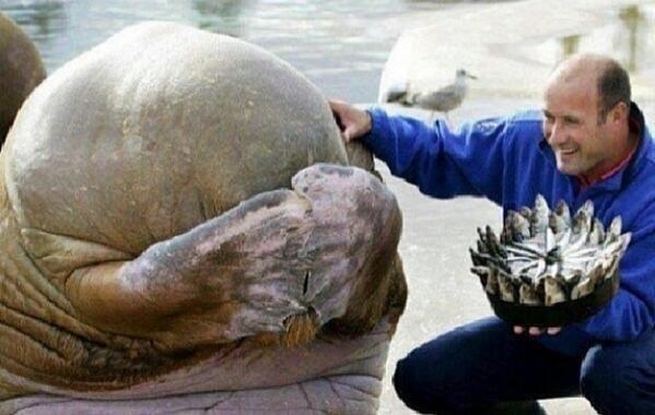 Tortino di pesci per il compleanno del tricheco che ha voglia di giocare