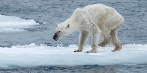 Cambiamenti climatici: la foto dell’orso dimagrito commuove il web