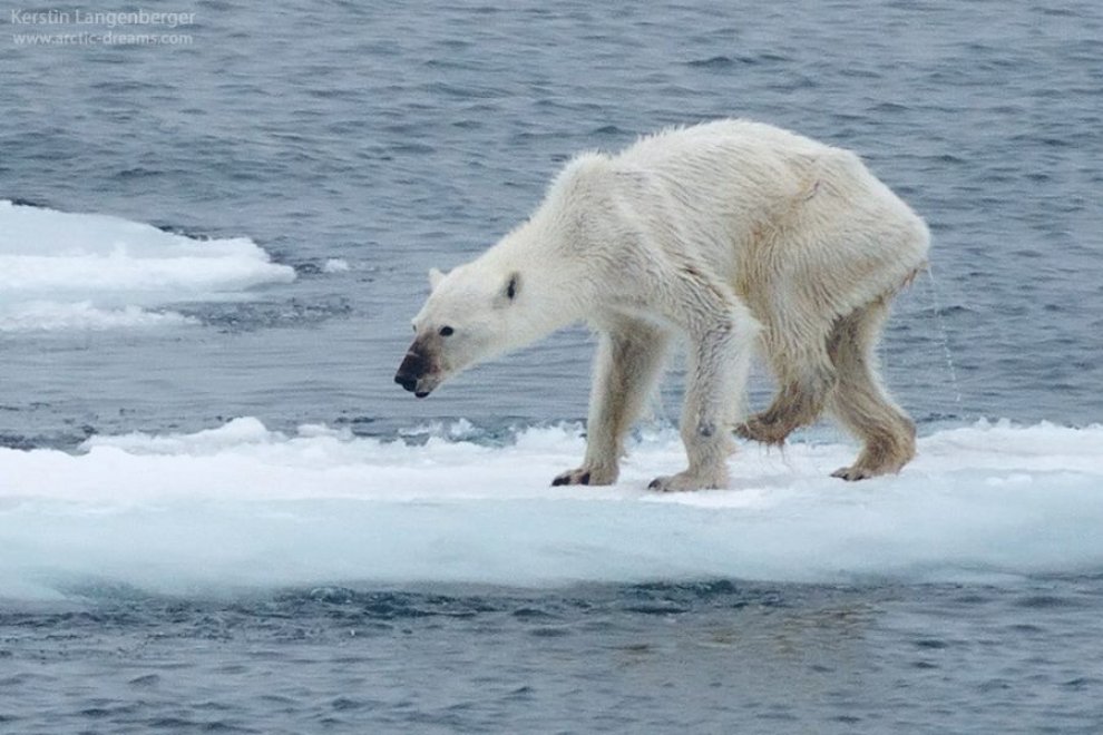 Orso dimagrito