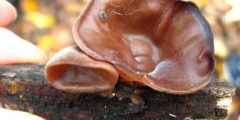 Stop all’insufficienza renale grazie ai funghi medicinali