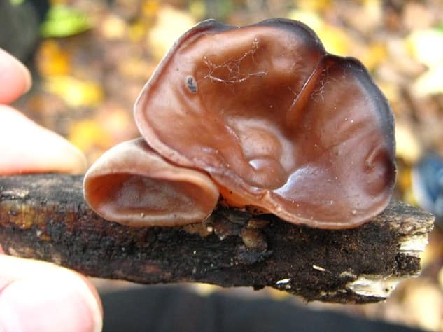 Auricularia