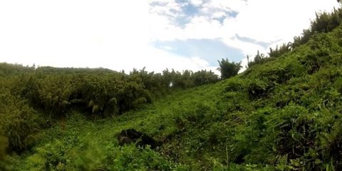 Video Droni. I gorilla del Ruanda visti dal drone
