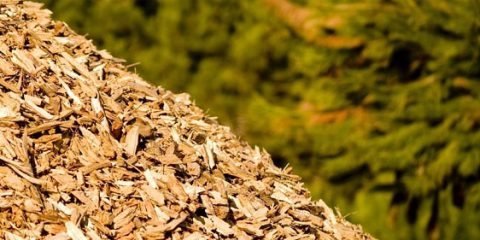 Certificati verdi per energia da biomasse da filiera: il MiPAAF chiarisce le modalità operative