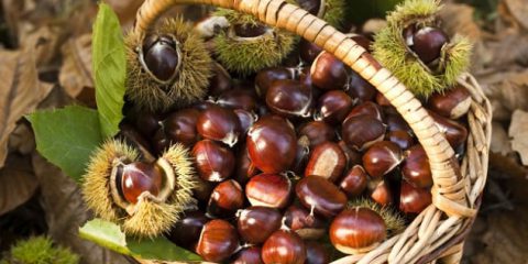 Se le castagne sono come il maiale…