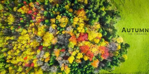 Video Droni. L’arrivo dell’autunno nella campagna canadese, visto dal drone