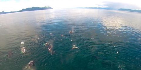 Video Droni. Prove di nuoto sincronizzato…la danza delle balene vista dal drone