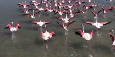 Video droni. Le saline di Aigues Mortes (Provenza) viste dal drone