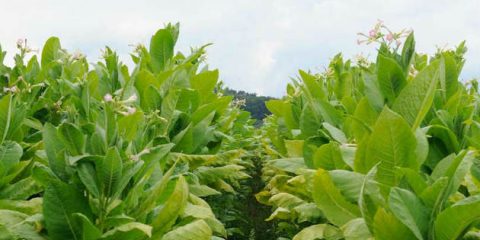 Il Gruppo BAT presenta il suo rapporto per la salvaguardia dell’ambiente