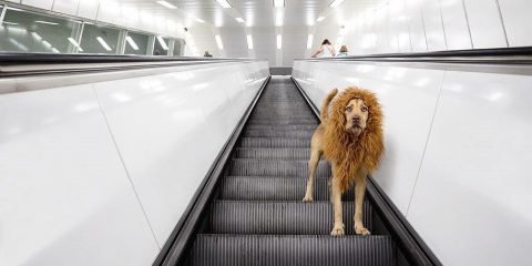 Le avventure di un Leon-Cane in città e l’ascensore darwiniano