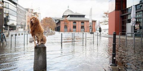Metamorfosi urbane: la solitudine del cane che si fece leone per conquistare la città.