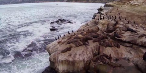 Video droni. La Jolla (San Diego-California): leoni marini, cormorani e onde visti dal drone