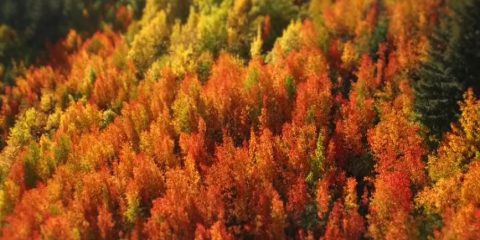 Video droni. I colori dell’autunno tra i laghi di Queenstown (Nuova Zelanda)