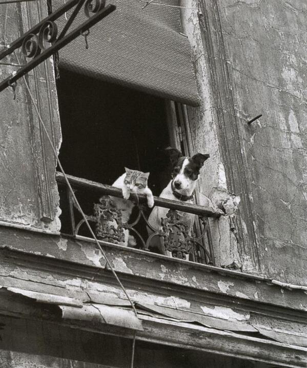 Dog and Cat in Paris,