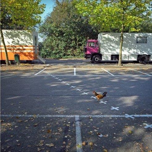 Chicken crossing border between Netherlands and Belgium