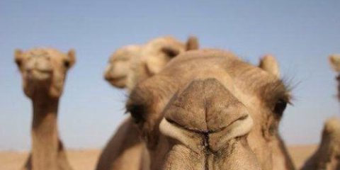 Pose da deserto: Il selfie del cammello