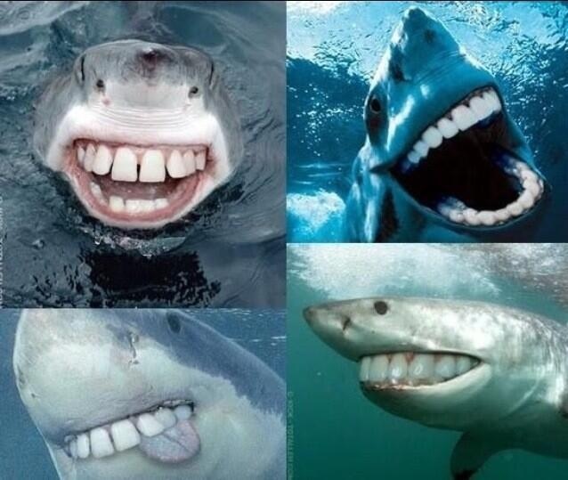 sharkswithhumanteeth