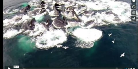 Videodroni. La danza delle balene vista dal drone