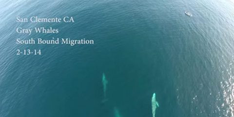 Videodroni. Delfini e balene al largo della California visti dal drone