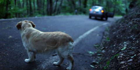 Spot & Social. Gli spot a tutela degli animali, diversi linguaggi ma un unico obiettivo, non abbandonarli