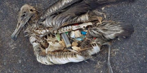 Sostenibilità. World Economic Forum: ‘Nel 2050 negli oceani ci sarà più plastica che pesci’