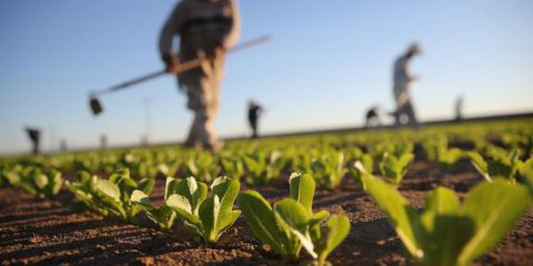 Finanza Agevolata. Contributo a fondo perduto per sostenere giovani agricoltori