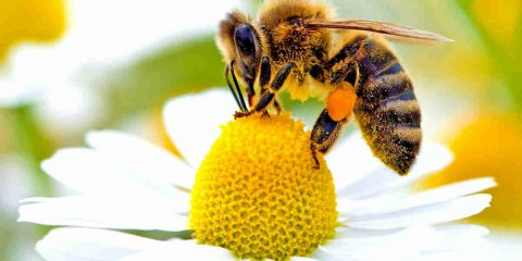 La Francia a tutela delle api, primo Paese Ue a bandire 5 pesticidi