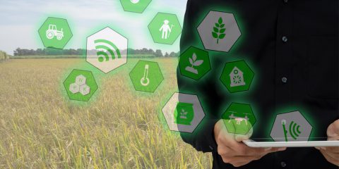 Vodafone Business, la piattaforma MyFarmWeb per l’agricoltura sostenibile