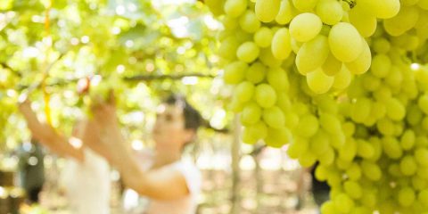 Il vino fatto con l’intelligenza artificiale, quest’anno in Trentino sarà vendemmia 4.0