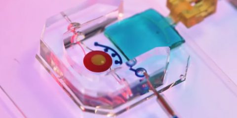 I chip hanno gli occhi, nuovo progetto 3D basato su cellule umane