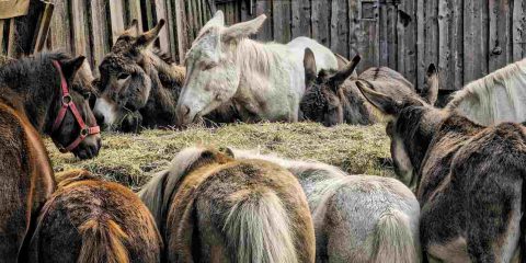 Regione Basilicata: sostegno alla costituzione e allo sviluppo di agriturismi e fattorie didattiche