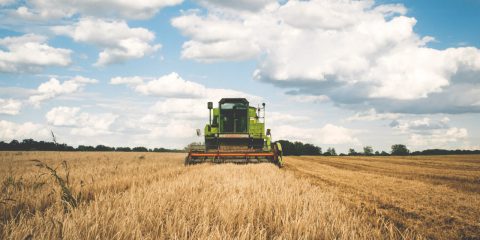 Sostegno a favore di imprese attive nella produzione di prodotti agricoli. Il bando