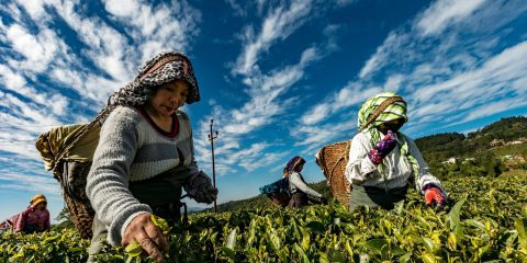 Smart Agriculture, la tecnologia per il benessere di tutti?