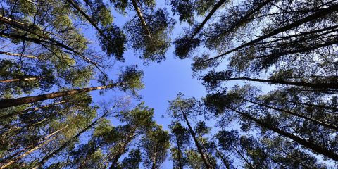 “Bioeconomy Day”. Presentati a Roma i risultati del progetto Star Probio. Università e industria a confronto