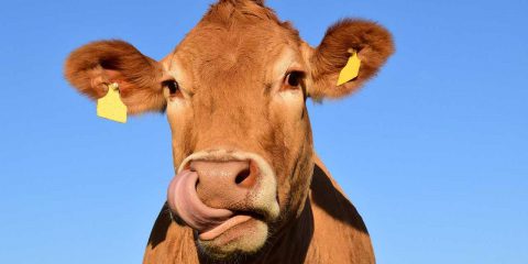 Carne e latticini causano il doppio delle emissioni di CO2 rispetto al cibo vegetale. Lo Studio